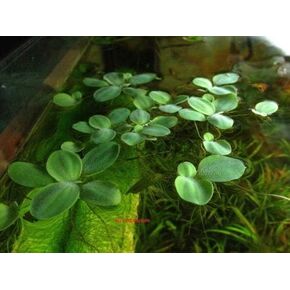 Dwarf Water Lettuce, Pistia stratiotes, Live Aquarium Plant (6 plants)