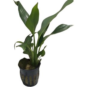 Aquarium Peace Lily (Spathiphyllum Wallisii) Live Aquatic Plant