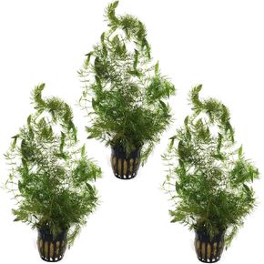 Live Hornwort (Ceratophyllum demersum) 3 Pot Pack for Ponds and Aquariums - Great Begginer Plant - Great Oxygenator