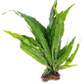 Java Fern Rooted in Small Lava Rock - Great for Modern Aquariums - Provides Shelter to Baby Fish - Fast Growth, Long Lasting & Easy to Care Aquatic Plants
