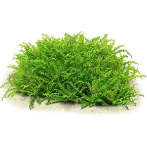 Pogostemon Helferi Bunch (2-6 inches)