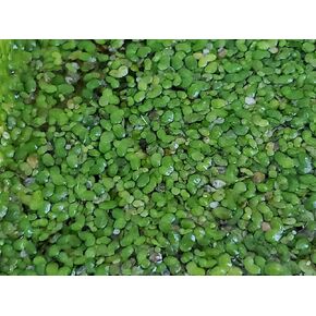 500 Live Duckweed Plants (Lemina Minor)