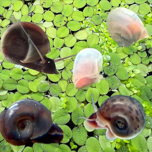 10 قواقع رامشورن الحية من قبل Dylfinds لـ Freshwater Aquarium/Pond Colony Start Crew Planorbella Duryi (مزيج متنوع) in Saudi Arabia