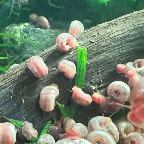 10 قواقع رامشورن الحية من قبل Dylfinds لـ Freshwater Aquarium/Pond Colony Start Crew Planorbella Duryi (مزيج متنوع) in Saudi Arabia
