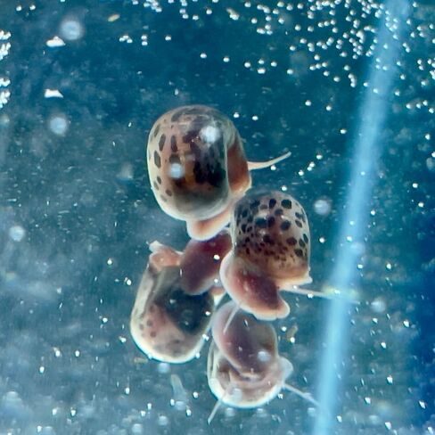 10 قواقع رامشورن الحية من قبل Dylfinds لـ Freshwater Aquarium/Pond Colony Start Crew Planorbella Duryi (مزيج متنوع) in Saudi Arabia