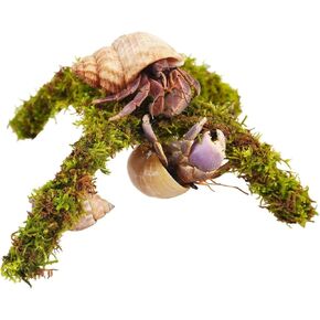 Hermit Crab Accessory, Small Platform for Play, Hermit Crab Climbing Toy (6 inch)