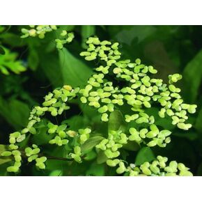 Aquatic Arts Duckweed Live Plant for Aquarium (250+ Pods) | Floating Aquarium Plants Live / Floating Pond Plants Live | Aquatic Plants for Aquaponic Fish Tank | Live Duckweed Aquarium Plant Bundle