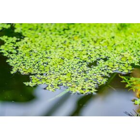 2,000 Duckweed Plants (Lemna Minor) - Use in Aquarium, Koi Pond, Aquascape