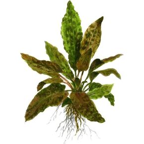Cryptocoryne (Wendtii Brown) - Different Coloration - Aquascaping Plant - MidGround Positioning - All Natural & Organic Aquatic Plant - Long Lasting & Easy to Care - Small