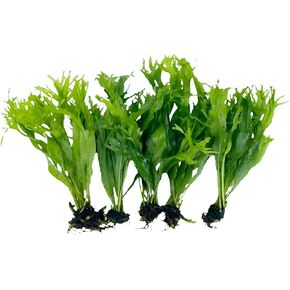 5X Java Fern Windelove Microsorum Pteropus Looses Aquarium Live Plant for Fish Tank Decoration
