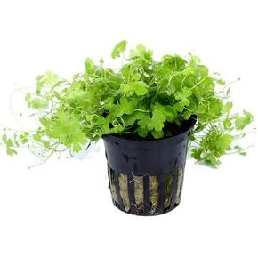 Hydrocotyle Tripartita Japan | Dwarf Pennywort Live Aquarium Plant Potted for Freshwater Fish Tank by Exotic Plant P257