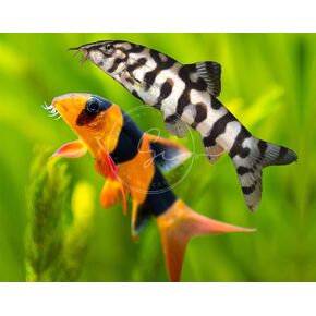 1 Clown Loach (Tiger Botia) & 1 Yoyo Loach (Botia almorhae) Freshwater Aquarium Fish, Approx Size: 1"