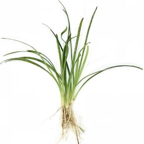 Dwarf Sagittaria (Subulata) Bundle - Easy Grow - Rooted Carpet Plants - Foreground Positioning - All Natural & Organic Aquatic Plant - Long Lasting & Easy to Care