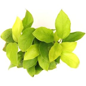Aquarium Anubias Barteri Nana Golden Potted Plant - Absorb Excess Pollutants & Nitrates - All Natural & Organic Fish Resting Spots - Golden Yellow Aquatic Plants - 2" Pot