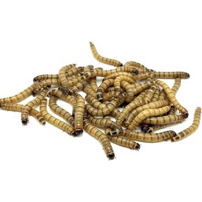 1000ct Live Superworms - Large 1.75"-2"+ - (1000)