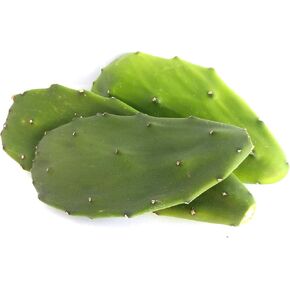 12-Oz Fresh Tortoise Turtle Iguana Reptile Super Food Spineless Opuntia Prickly Pear Cactus