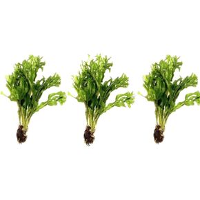 3X Java Fern Windelov Microsorum pteropus Lace Java Fern Live Aquarium Plant Planted Tank Beginner