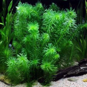 Half Price Joe's 20+ Anacharis Elodea Densa - Live Aquarium Pond Plants Bunch, Green