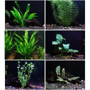 6 Plant Species Live Aquatic Plants Package - Microsorum Java Fern, Amazon, Moneywort and More!