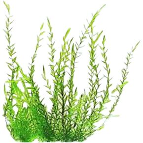 Willow Moss Fontinalis Antipyretica Portion