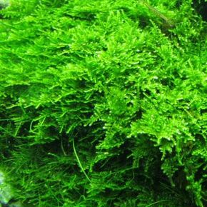Christmas Moss Vesicularia Montagne Live Freshwater Aquarium Plant - Buy 2 Get 1