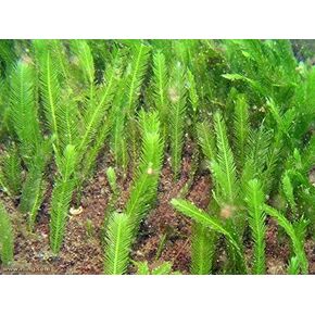 5 Leaves - Live Saltwater Caulerpa Feather Macro Algae Plant Frag Chaeto Refugium - Extra Long Leaves (4-6 inches in Height)