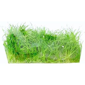 Dwarf Hairgrass Eleocharis Parvula Tissue Culture Vitro Grown Freshwater Aquarium Live Plant for Fish Tank Carpet Decoration