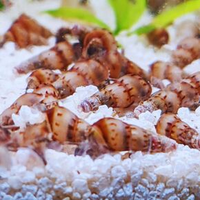 25 Malaysian Trumpet Snails 25 Pack - Live Fish for Aquarium - Exotic Freshwater Live Snail, Live Aquarium Fish, Live Snail, Live Freshwater Snail- Freshwater Snail Live Buy Live Fish