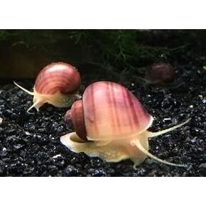 LLC Mystery Snail Magenta 3PK (Pomacea Bridgesii) with Java Moss - Live Freshwater Snails Insulated Priority Mail