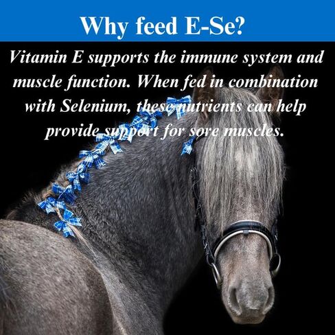 ملحق E -Sees E -sees مضادات الأكسدة - فيتامين E & Selenium لدعم العضلات المؤلمة - 4 رطل ، (2 عبوة) in Kuwait