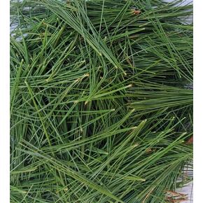 Tin Roof Treasure Fresh Natural Maine Eastern White Pine Needles 4oz