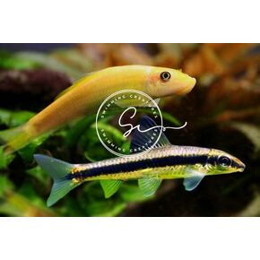 Live Aquarium Fish (2 Dwarf Pea Puffer Fish (Carinotetraodon Travancoricus) 1-2cm, 2, Count)