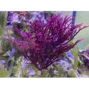 Live Saltwater Plant Red Bush Gracilaria Macro Algae - 1 Inch Frag