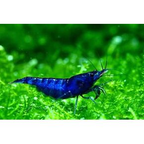 Yashkun 20 Blue Dream Neocaridina shrimp Live Freshwater Aquarium Live Blue Remrimp لخزانات المياه العذبة