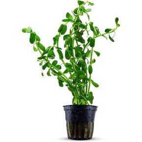 Live Aquarium Bacopa Caroliniana Plants - Long Lasting & Easy to Care - Improves Water Quality - Excellent Oxygenator - All Natural & Organic Aquatic Plant - Potted