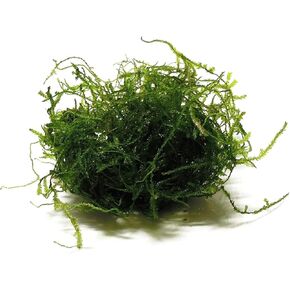 Java Moss Taxiphyllum Barbieri Portion - Natural Resting Place - Ideal for Any Aquarium - Long Lasting & Easy to Care - Genuine Java Moss - Fast Growth