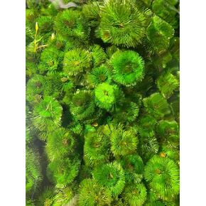 Purple Cabomba Pulcherrima Live Aquarium Plant Freshwater - Buy 2 Get 1