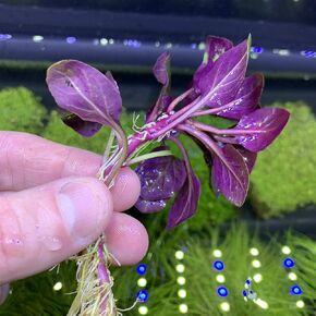 Lobelia Cardinalis Cardinal Plant Dwarf Live Aquarium