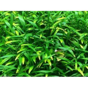 Cryptocoryne Parva Crypt Parva Live Aquarium Plant Freshwater - Buy 2 Get 1