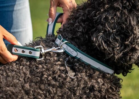 King Buck Waterproof Soft-Touch Reflective Dog Collar with D Ring, Red, S in Saudi Arabia