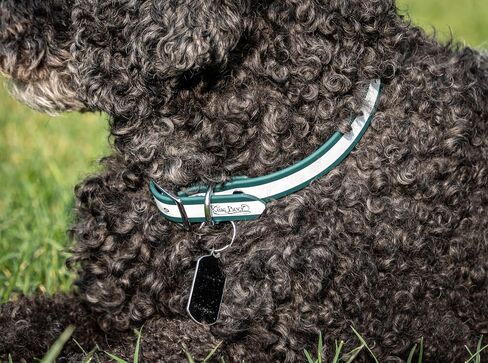 King Buck Waterproof Soft-Touch Reflective Dog Collar with D Ring, Red, S in Saudi Arabia