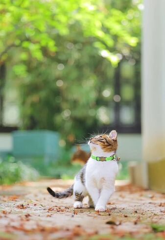 Cat Collar Breakaway, Personalized Leather Cat Collar with Bells-Adjustable Customized Collar with Name & Phone Number Tag for Girl Boy Cats-Quick Release Buckle for Cats & Kittens(Teal) in Kuwait