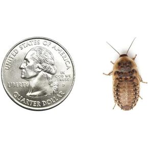 50 Medium 3/4 Inch Dubia Roaches Live, Ideal for Amphibians & Invertebrates, Nutritious & Easy to Keep Live Cockroaches, Perfect for Reptiles, Birds, Rodents, Fish, and More