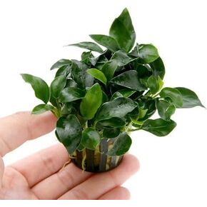 Anubias Nana Petite Live Aquarium Plants Potted Freshwater Auatic Plant Buy 2 Get 1 Extra