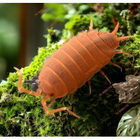 Live 50ct Powder Orange Isopods (Porcellionides Pruinosus) errarium Cleaner Crew - Live Arrival Guaranteed