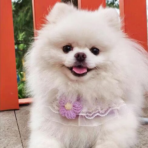 Cat Harness Collar and Leash Set, Sweet Lace Floral Kitten Collar, Escape Proof Puppy Chest Harness, Adjustable Cute Harness Leash Set for Cat Puppy Dog Outdoor Walking (Pink, S) in Kuwait