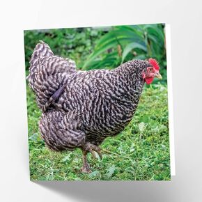 Maturi Blank Greetings Card with Silkie Chicken Image