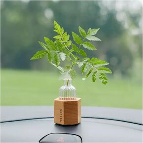 WAYUTO Self-Adhesive Glass Vase with Walnut Stand Removable Car Plant Container Decorative Car Dashboard Vase Mini Glass Vase for Car Home Office Beech