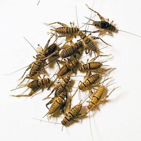 110 Live Banded Crickets (Medium (1/2" - 5/8"))