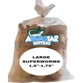 100 Large Superworms - Premium Feeder Insects with 2-Day Shipping - Fresh Reptile Food for Bearded Dragons, Chameleons